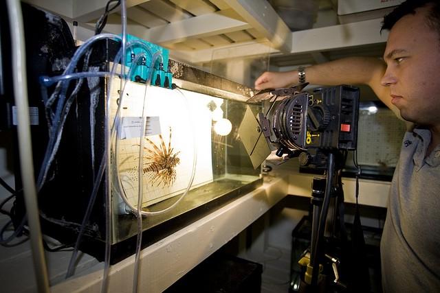 Aquarium with a lionfish